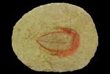 2.1" Colorful, Harpides Trilobite - Draa Valley, Morocco - #130392-1